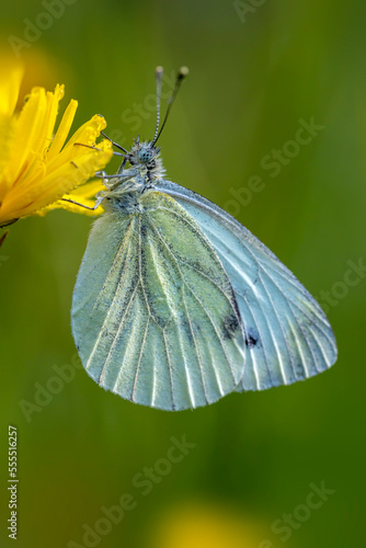 Motyl bielinek