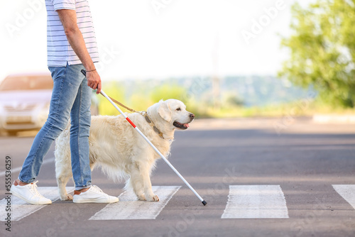 Guide dog helping senior blind man to cross road in city