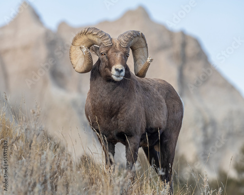 Big Horn Sheep Ram