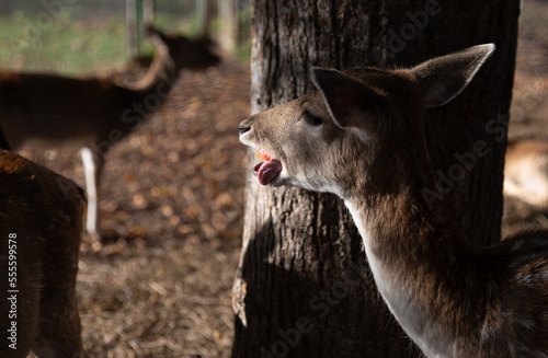 Deer shows tongue