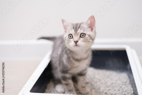 The kitten sits in the litter box. Scottish kitten pees in her litter box.