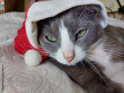 A funny gray cat in a santa hat lies on the bed. Christmas.