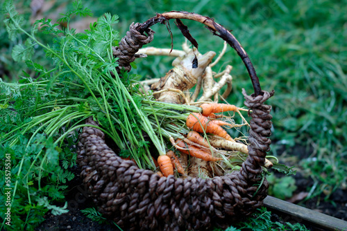 fine carrots and organic horseradish