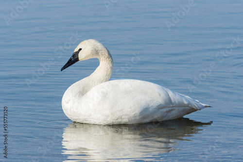 Adult trumpeter swan (Cygnus Buccinator) resting in a lake