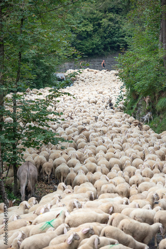 Sheep occupying the road during the transhumance