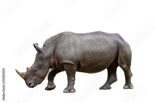 Formidable of rhinoceros isolated on transparent background. 