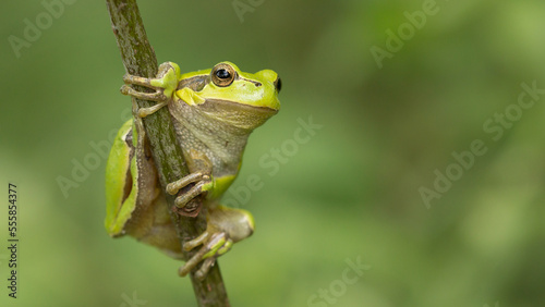 ready to jump, tree frog on a branch
