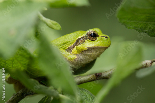tree frog on a branch, hyla arborea