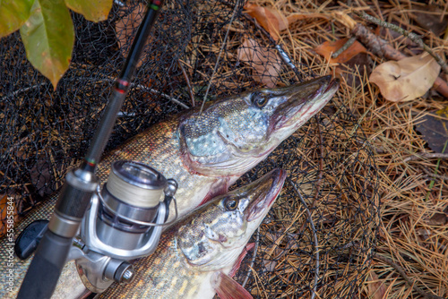 Freshwater pike fish. Two Freshwater pikes fish lies on keep net and fishing rod with reel..