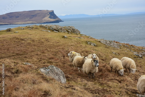 sheeps in Scotland, owce szkockie