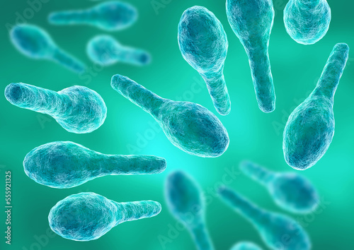 Bacteria Clostridium tetani under magnified microscope, causing the disease tetanus