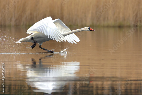 Łabędź niemy (Cygnus olor), Puszcza Notecka , Poland. 