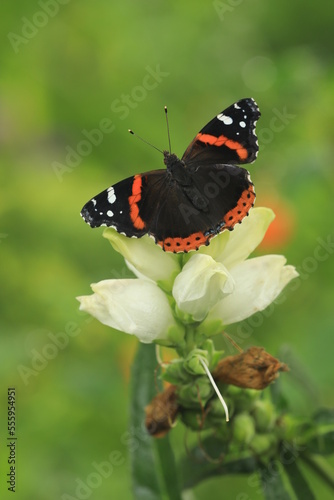 red admiral butterfly Vanessa atalanta on white turtlehead chelone glabra