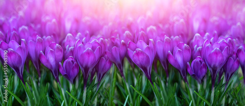 krokusy fioletowe jako wiosenne tło. purple crocuses