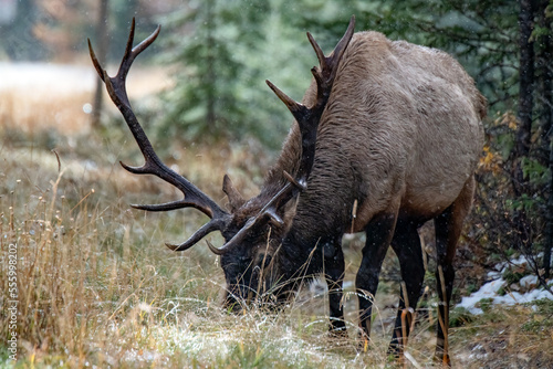 Bull elk with large antlers is feeding in Banff National Park Canada during a light snow fall.
