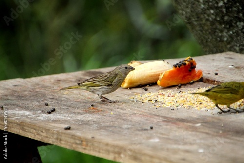 ave canário da terra - sicalis flaveola 