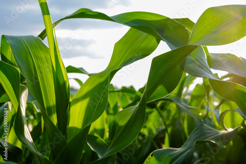 Green top of maize corn crops in agricultural plantation, cereal plant, animal feed agricultural industry