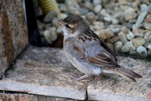 ave pardal (filhote) - passer domesticus