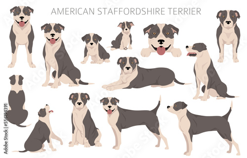American staffordshire terrier clipart. Coat colors set. All dog breeds characteristics infographic