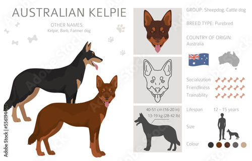 Australian kelpie all colours clipart. Different coat colors and poses set