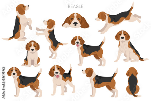 Beagle dog dog clipart. All coat colors set. Different position. All dog breeds characteristics infographic