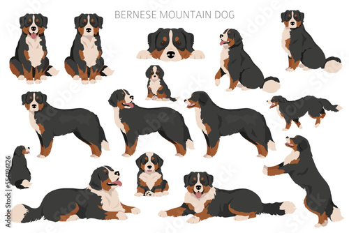Bernese Mountain dog clipart. All coat colors set. Different position. All dog breeds characteristics infographic