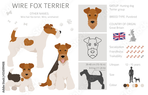 Wire fox terrier clipart. Different poses, coat colors set