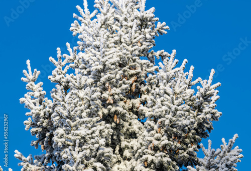 The top of a fir tree with cones in snow and frost on a blue sky background