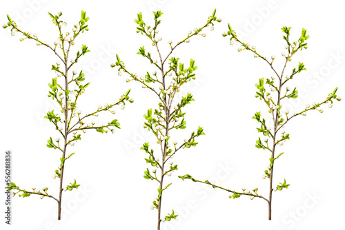 Spring plum sprigs isolate for decoration with white background