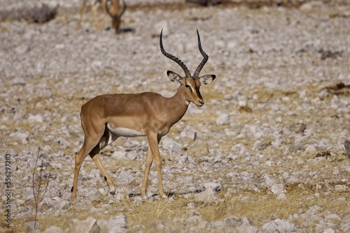Black Faced Impala Buck with good horns standing in the African Bush, Etosha National Park, Namibia