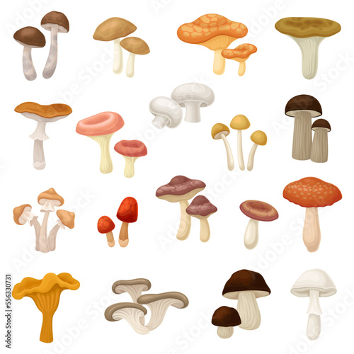 Mushrooms as Spore-bearing Food with Cap and Stem Big Vector Set