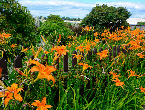 pomarańczowe liliowce (Hemerocallis ), pomarńczowe kwiaty w wiejskim ogrodzie