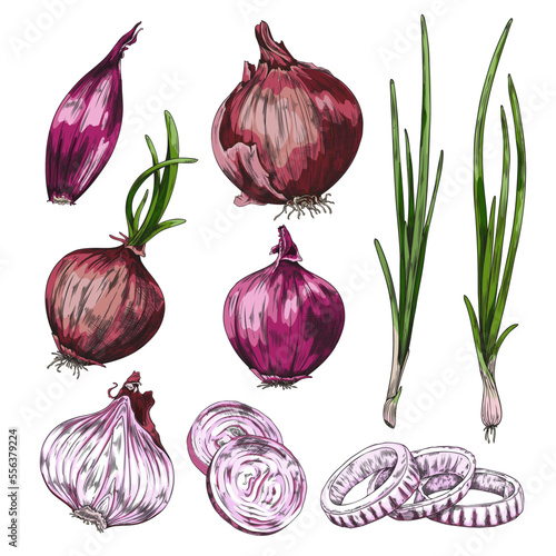 Hand drawn onion set, colored sketch vector illustration isolated on white background.