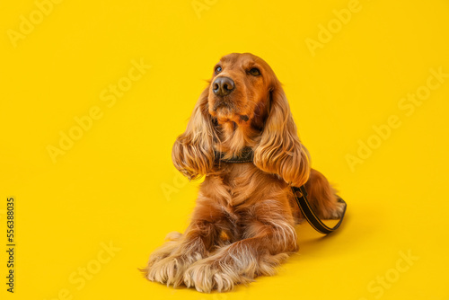 Red cocker spaniel lying on yellow background