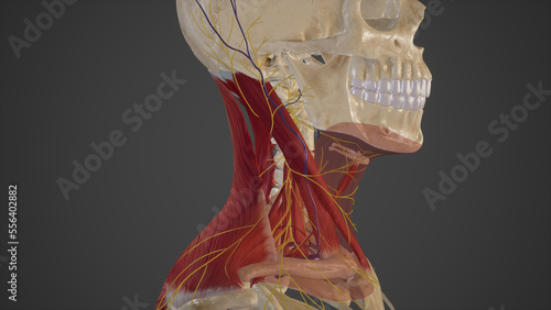 Posterior Triangle of The Neck.3d rendering