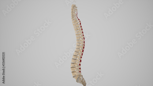 Anatomical Illustration of Interspinales Muscles.3d rendering