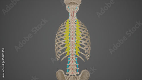 Anatomical Illustration of Minor Deep Back Muscles.3d rendering