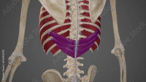Anatomical Illustration of Serratus Posterior Inferior.3d rendering