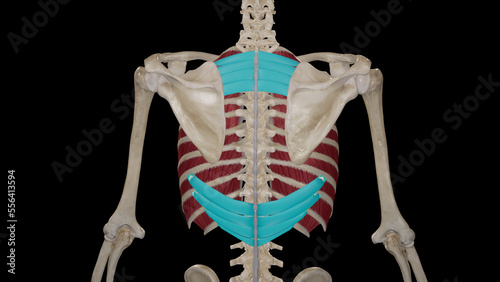 Anatomical Illustration of Serratus Posterior Muscles.3d rendering