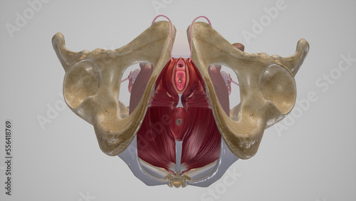 Female Urogenital and Anal Triangles.3d rendering