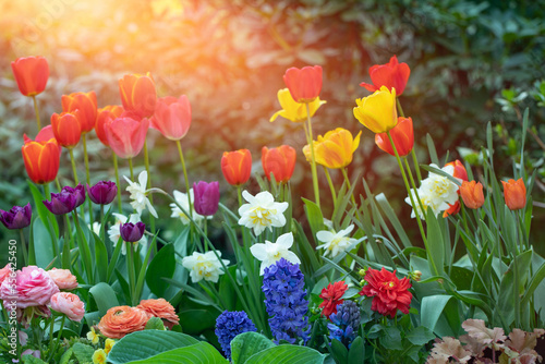 wiosenne kompozycje kwiatowe w ogrodzie, tulipany, narcyze, hiacynty i jaskry na tle soczystej zieleni 