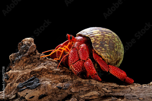 Strawberry Hermit Crab (Coenobita perlatus) endemic Indonesia, is the most beautiful Hermit Crab in the world.