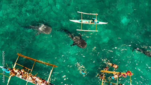 People snorkeling and and watch whale sharks from above. Oslob, a famous spot for whale shark watching. Philippines, Cebu.