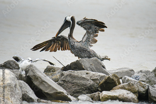 pelican landing on rocky shores