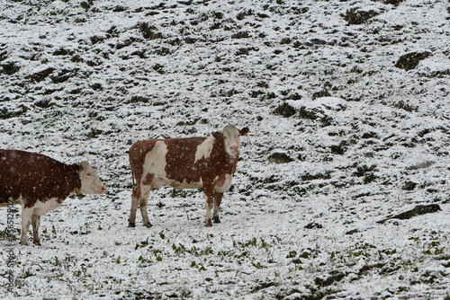 Wolny wypas i trudne życie krów w alpejskich górach