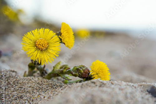 Huflattich (Tussilago farfara) im Sand