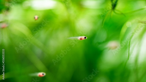 little baby guppy fish, young poecilia reticulata aquarium fish underwater swimming macro close up