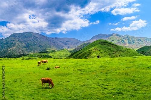 あか牛 放牧風景 「阿蘇山への道」 Akaushi cattle grazing scenery "Road to Mt. Aso" 日本(春・新緑) Japan (Spring/Fresh green) 九州・熊本県阿蘇市「仙酔峡（せんすいきょう）」 Aso City, Kumamoto Prefecture, Kyushu "Sensuikyo"