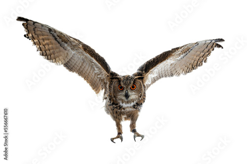 Turkmenian Eagle owl / bubo bubo turcomanus in flight / landing isolated on transparent background looking at lens.