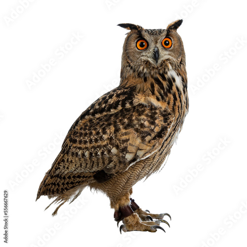 Turkmenian Eagle owl / bubo bubo turcomanus sitting side ways isolated on transparent background looking over shoulder in lens